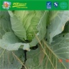Fresh Cabbage