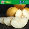 HOT SALE Fresh fengshui pear
