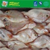 Frozen wr red sea bream