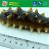 Instant Sea Cucumber