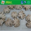 Frozen baby octopus