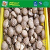 Organic Fresh Shiitake Mushroom