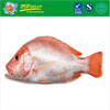 Frozen Red Snapper