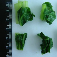 Frozen Vegetable IQF Cut Bok Choy 3-5cm