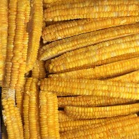 Frozen Sweet Corn Ribs