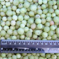 High Grade IQF Gooseberry