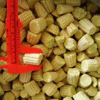 Frozen Vegetable IQF Cut Baby Corn