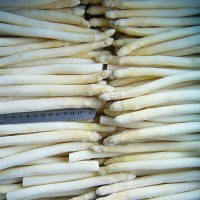 Frozen  White  Asparagus Spears