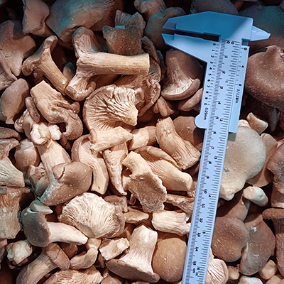 Frozen Baby Oyster Mushrooms